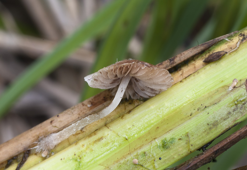 Psathyrella typhae